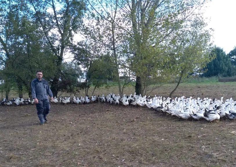 Lors du dernier confinement, Sébastien Diaz a claustré ses 5000 canards non épointés tout le temps et obtenu des résultats corrects, malgré un peu de