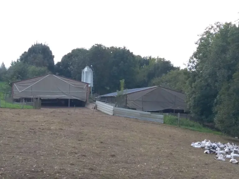 La pose de filets de protection aux pignons ouverts a assuré la protection et permis une ventilation correcte.