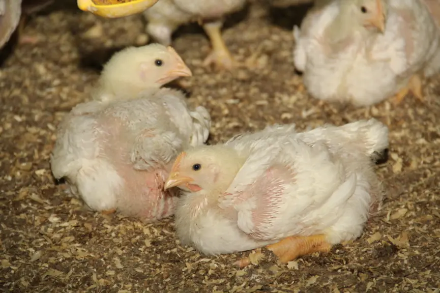Les marges brutes de 2020 chutent en poulet