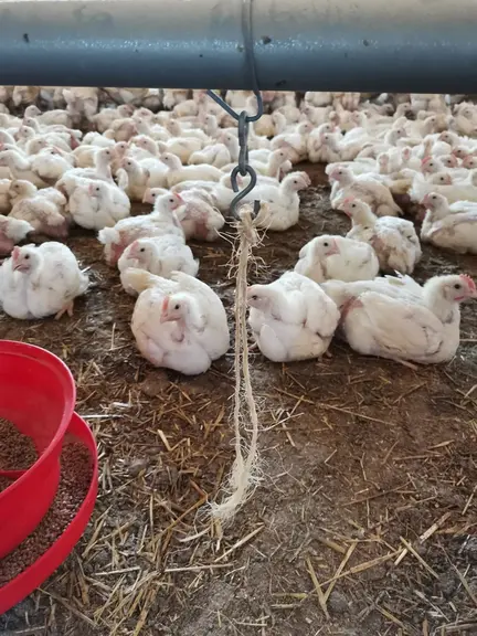 Les poulets jouent avec des objets qui se dégradent tels que les ficelles.