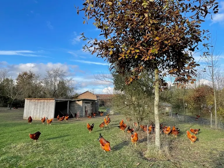 Les plants sur le parcours sont protégés par un grillage pour éviter que les volailles grignotent l’écorce et perturbent la croissance des arbres.