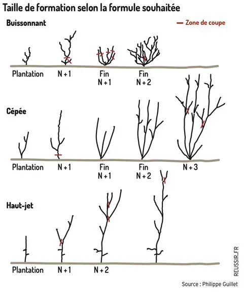 Tailles de formation selon la forme souhaitée