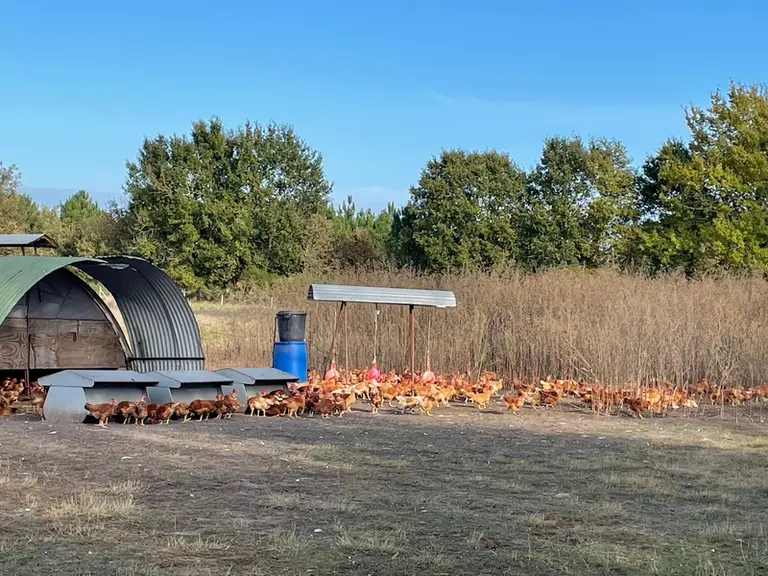 Ses poulets élevés en plein air bénéficient d’un couvert végétal protecteur, d’une alimentation en libre-service et protégé, ainsi que d’un abreuvement automatisé.