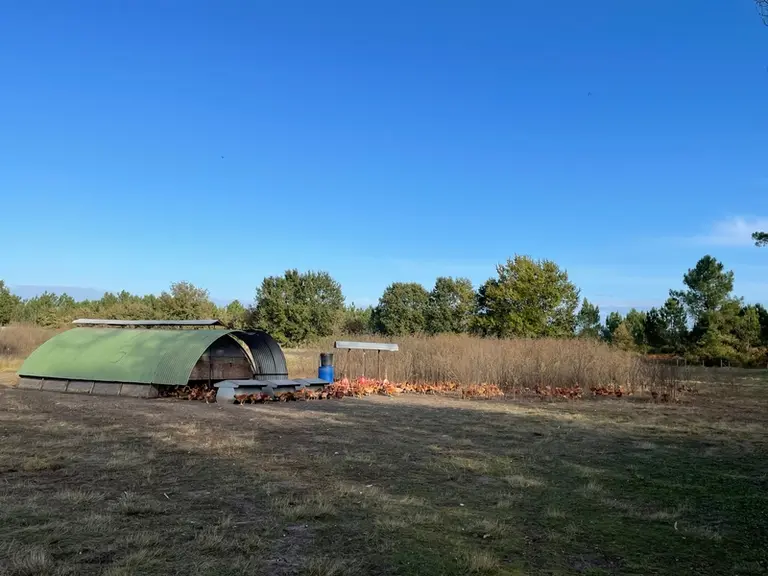 Ses poulets élevés en plein air bénéficient d’un couvert végétal protecteur, d’une alimentation en libre-service et protégé, ainsi que d’un abreuvemen