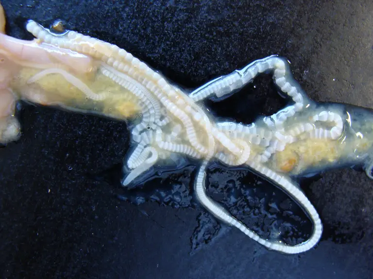 Le cestode Raillietina est un ver à segments. Son hôte intermédiaire est le ténébrion ou la fourmi.