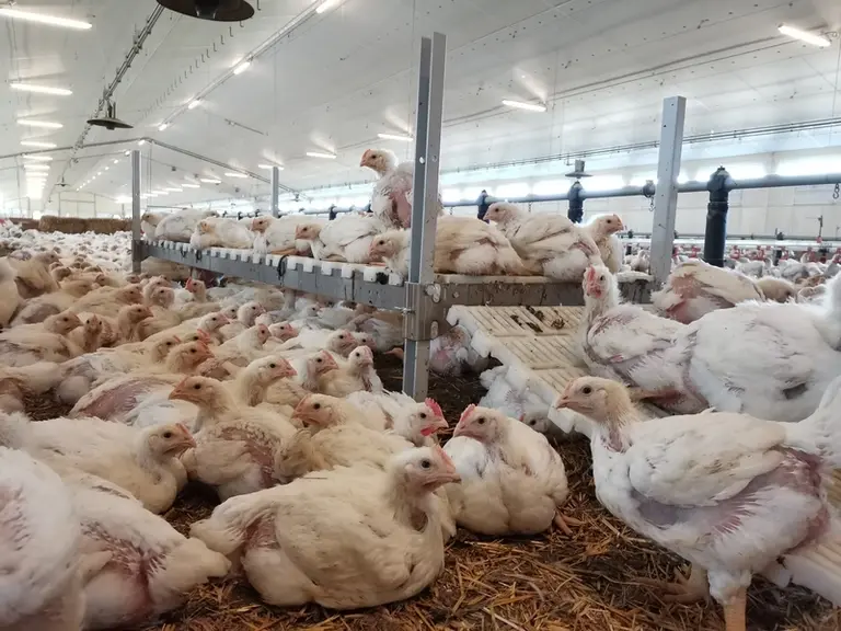 Le projet Européen aWISH (« Animal Welfare Indicator at SlaughterHouse » ) va développer des outils de surveillance du bien-être animal en temps réel,