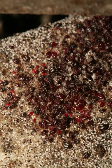 Lorsque les grappes de poux rouges sont déjà visibles, le seuil d'infestation est déjà atteint.