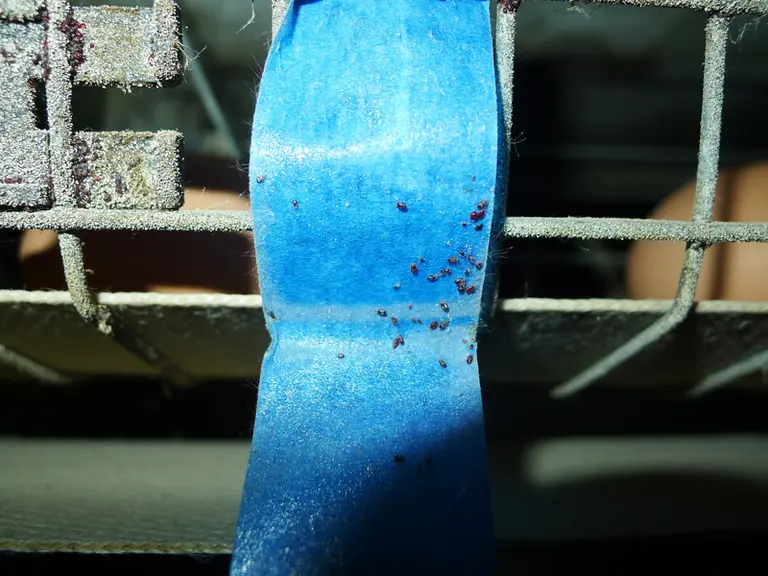 ... et le ruban adhésif bleu (photo 3)