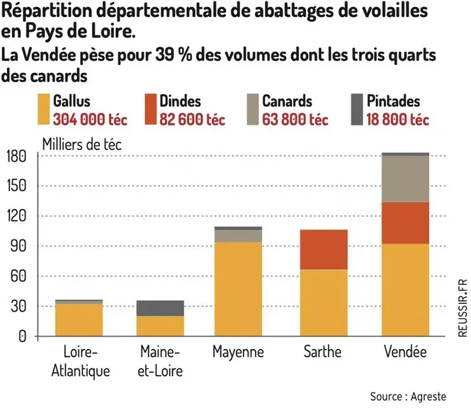 L’influenza H5N1 grippe toutes les filières avicoles