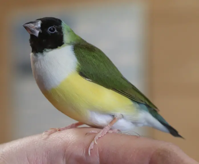 Chico est une femelle Diamant de Gould à tête noire et poitrine blanche. 