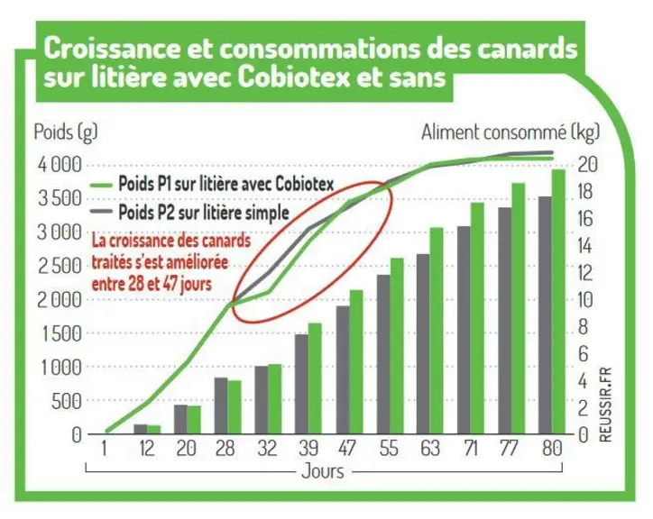 Des bactéries qui améliorent la litière des canards