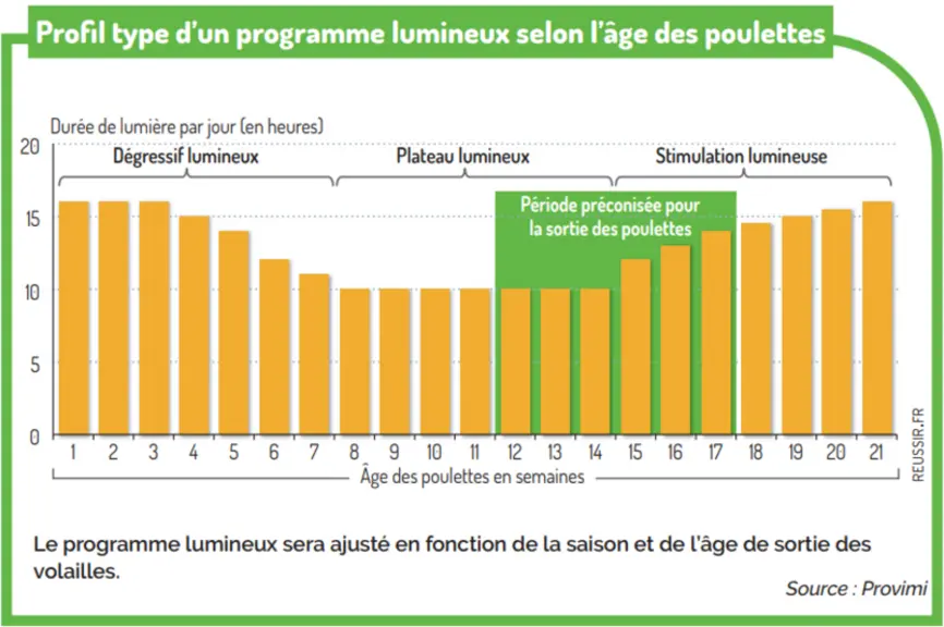Bien gérer la sortie des poulettes bio en cinq points