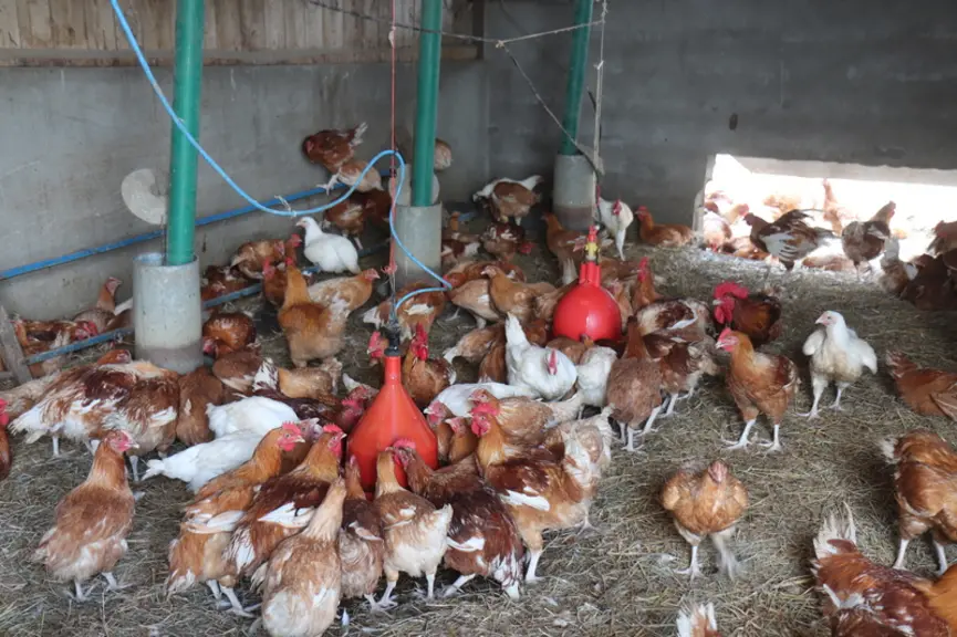 Déjà affectés par une mise à l’abri de 7 ou 9 mois selon les zones, les producteurs indépendants en vente directe craignent de manquer d’oiseaux d’un jour pour continuer leur métier normalement
