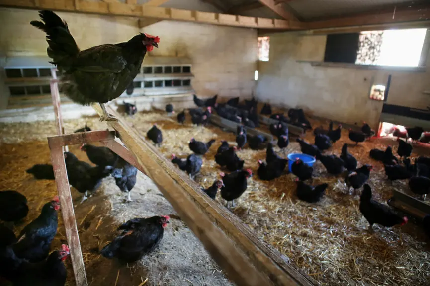 L'intérieur d'une salle de ponte aménagée dans la porcherie