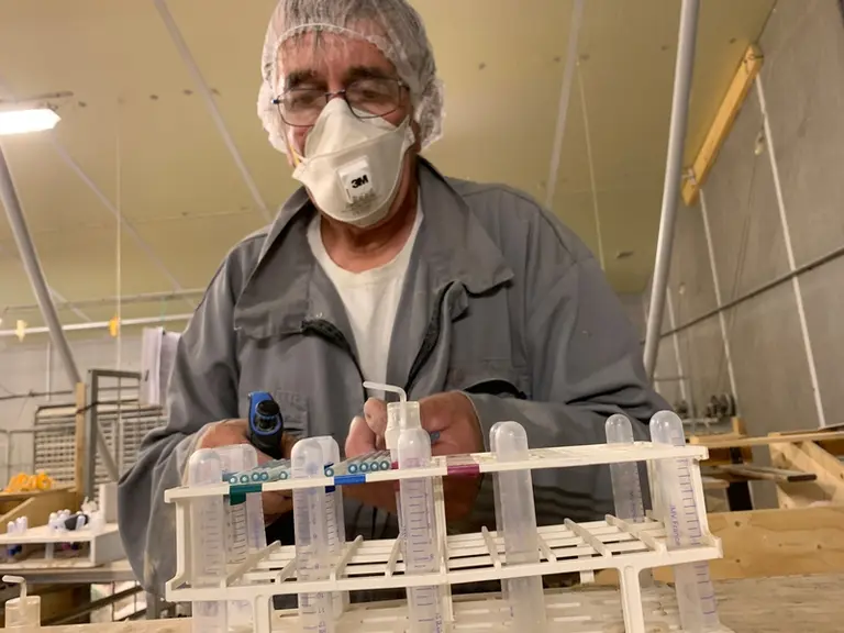 Avant d’inséminer, l’opérateur répartit la semence dans les cinq tubes d’insémination en veillant au respect du code couleur