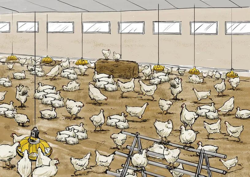 Les poulets d'élevage ont besoin d'exprimer des comportements de base autres que boire, manger et dormir.