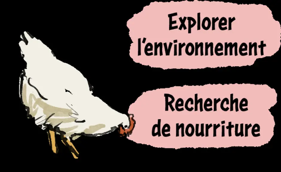 Bien-être animal : reconnaître les comportements des poulets