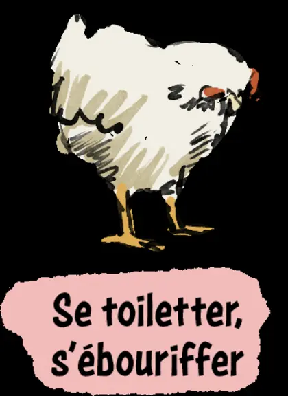 Bien-être animal : reconnaître les comportements des poulets