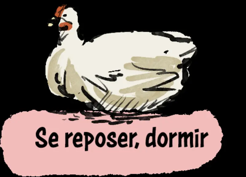 Bien-être animal : reconnaître les comportements des poulets