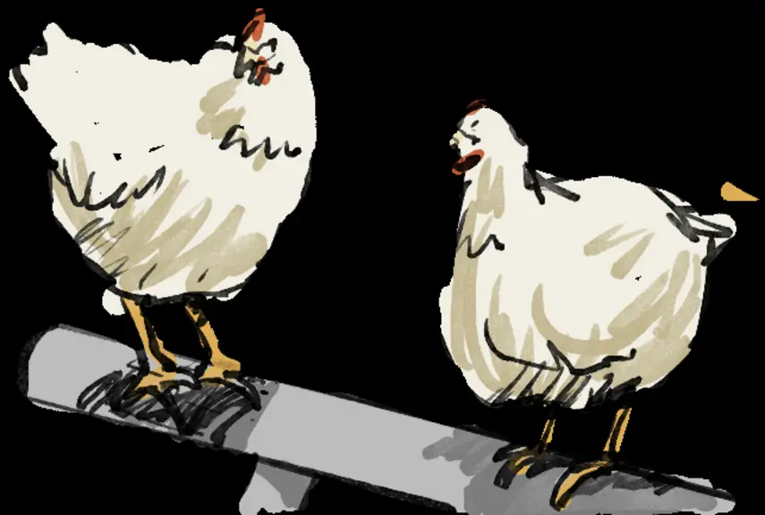 Bien-être animal : reconnaître les comportements des poulets