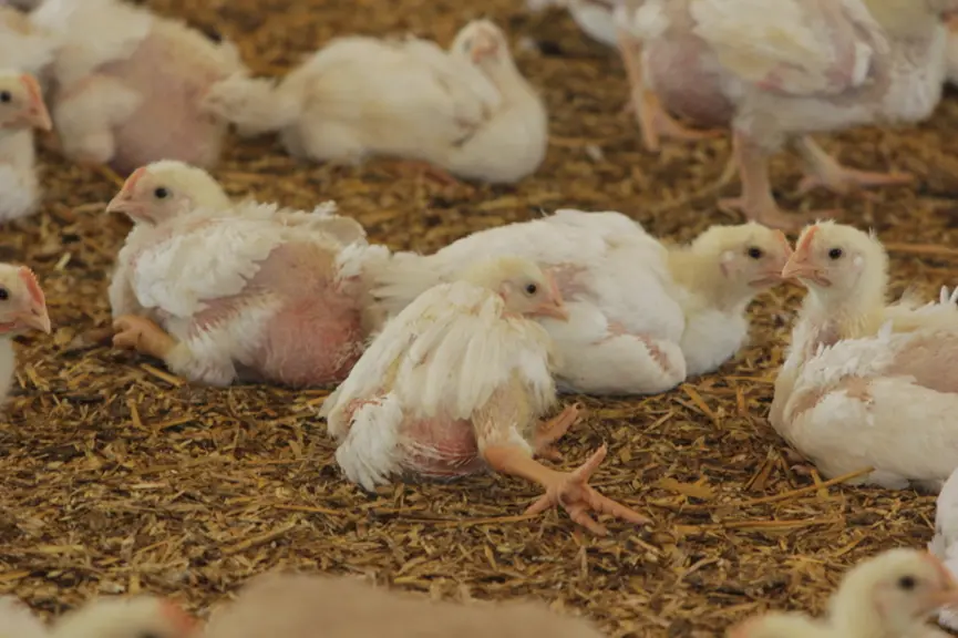 Bien-être animal : reconnaître les comportements des poulets