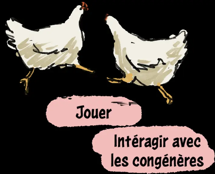 Bien-être animal : reconnaître les comportements des poulets
