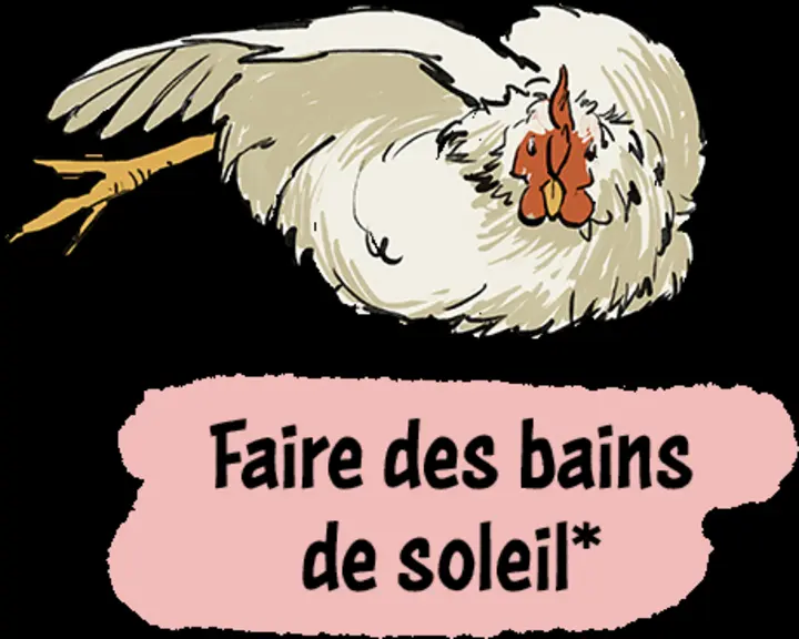 Bien-être animal : reconnaître les comportements des poulets