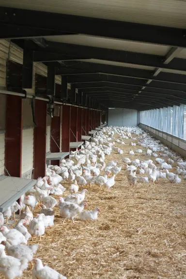 Essor des produits "locaux" : le Poulet drômois de mon enfance se perche en gamme