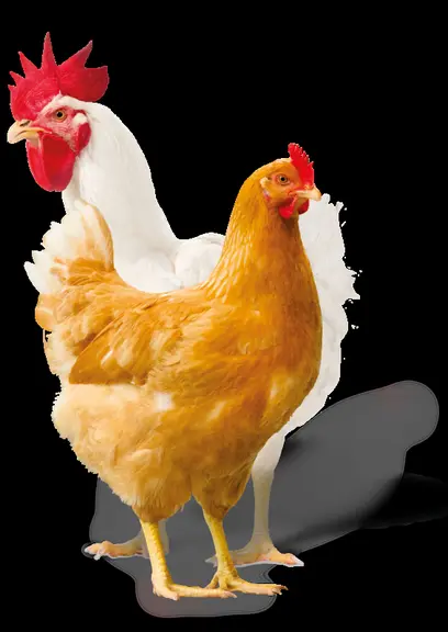 Croiser un coq M77 avec une poule Redbro pour combiner des caractéristiques bien-être et des performances proches du conventionnel.