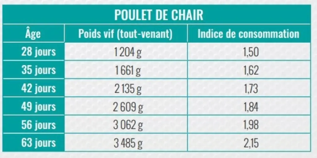 Génétique : Hubbard lance la nouvelle souche de poulet Redbro