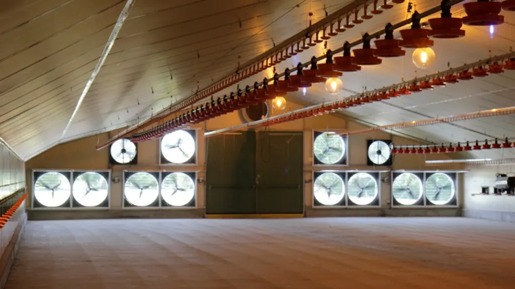 La ventilation dynamique est le premier poste de charges dans un poulailler de chair avec des économies importantes possibles dans les débits interméd