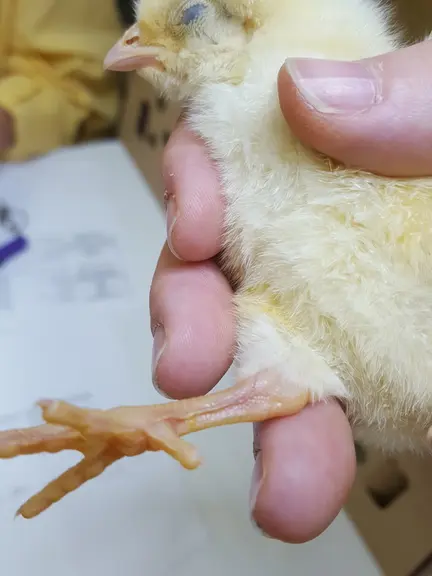 Ce poussin est déshydraté, car sa veine saphène est saillante