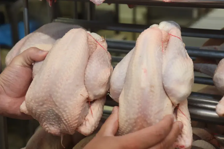 À gauche un poulet label fermier d'Auvergne, à droite un poulet Borbonnais.