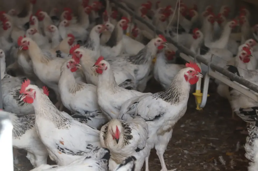 Le poulet du Bourbonnais supporte bien ses 3-4 dernières semaines de vie avec finition au lait sans sortir du poulailler.
