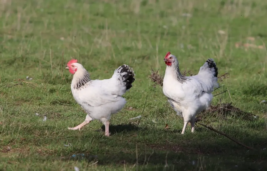 Il faut au minimum 6 mètres de parcours par poulet du Bourbonnais.