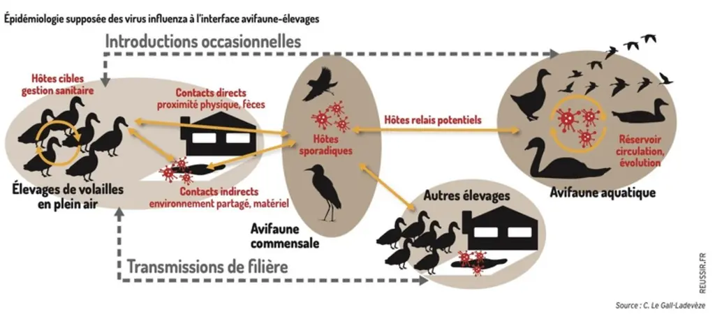Épidémiologie supposée des virus influenza à l’interface avifaune-élevages