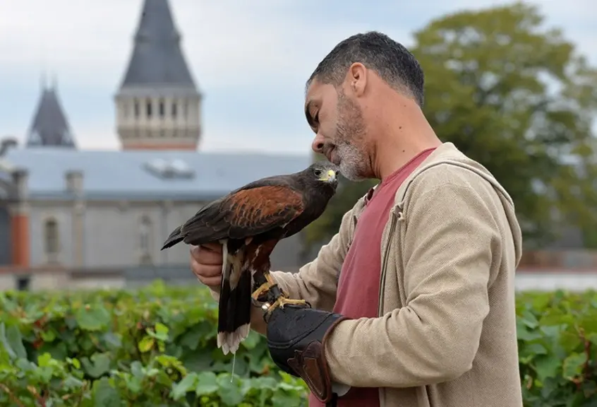 Grippe aviaire : Éloigner les oiseaux indésirables avec un laser