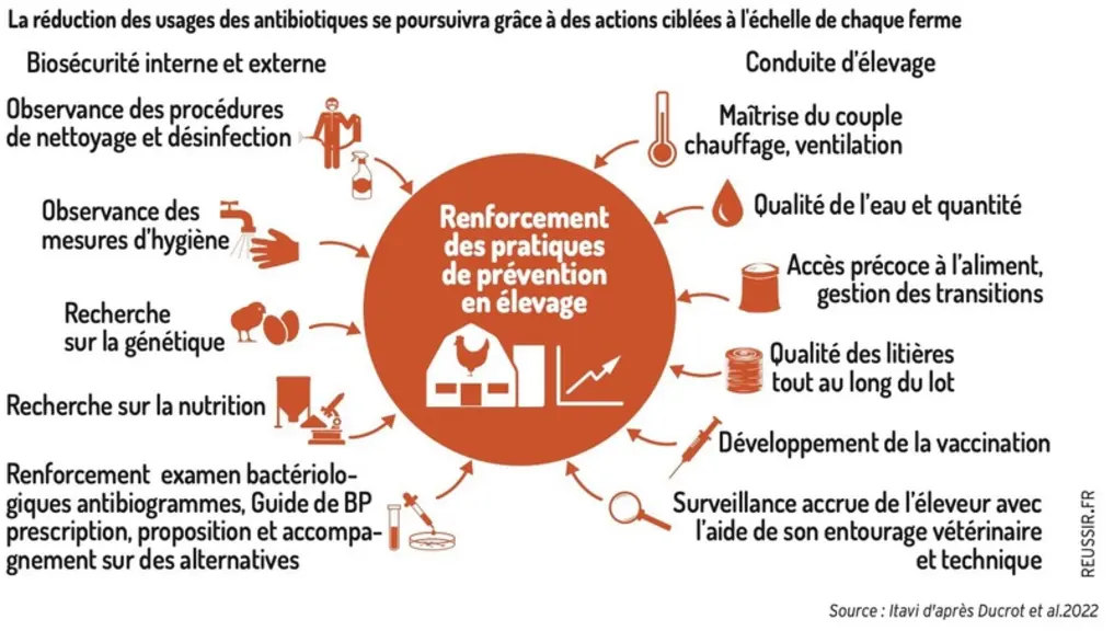 Lutter contre l’antibiorésistance sans dégrader la santé et le bien-être animal