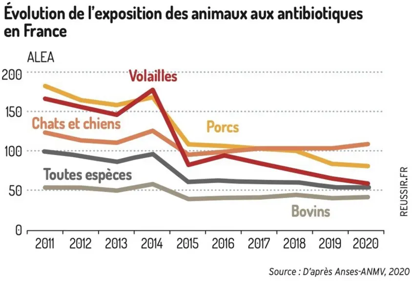 Lutter contre l’antibiorésistance sans dégrader la santé et le bien-être animal