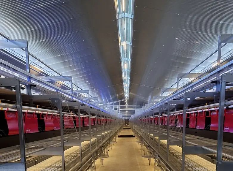L'éclairage d'ambiance doit être homogène dans le bâtiment, sans zones plus sombres (hormis dans les nids), avec une qualité de lumière suffisante et