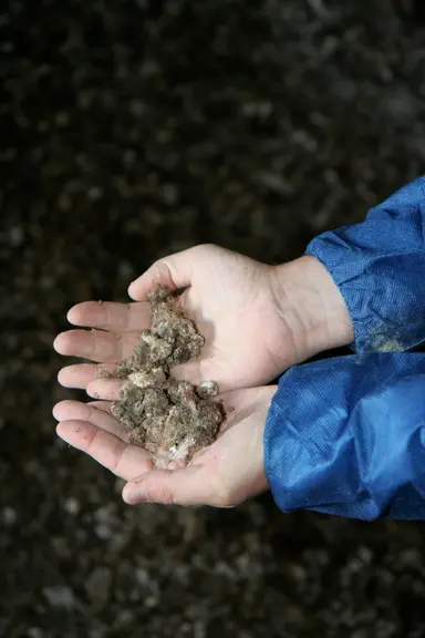 En séchant bien les fientes des poules, on supprime un des facteurs clés de la prolifération des mouches.