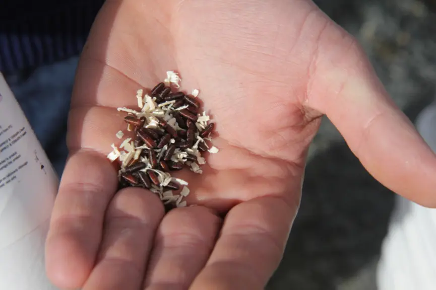 Produit de biocontrôle contenant des pupes de prédateurs de larves de mouches, à épandre dans les zones de vie des larves