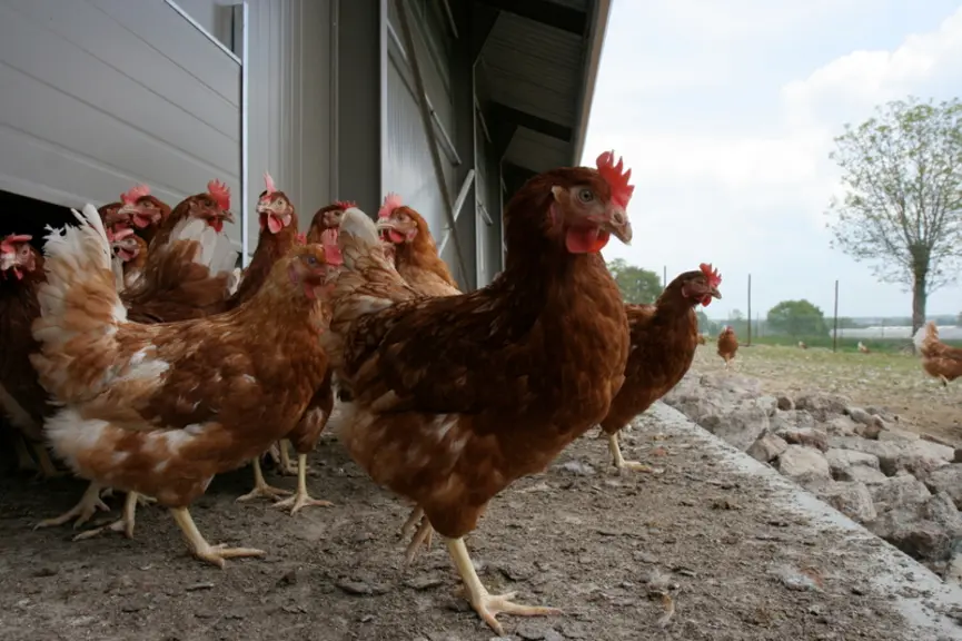 Selon la DGAL, « c’est l'excrétion intermittente des salmonelles qui rend difficile leur isolement dans les prélèvements, donc lors des prélèvements de confirmation qui entraînaient des faux-négatifs ». © P. Le Douarin
