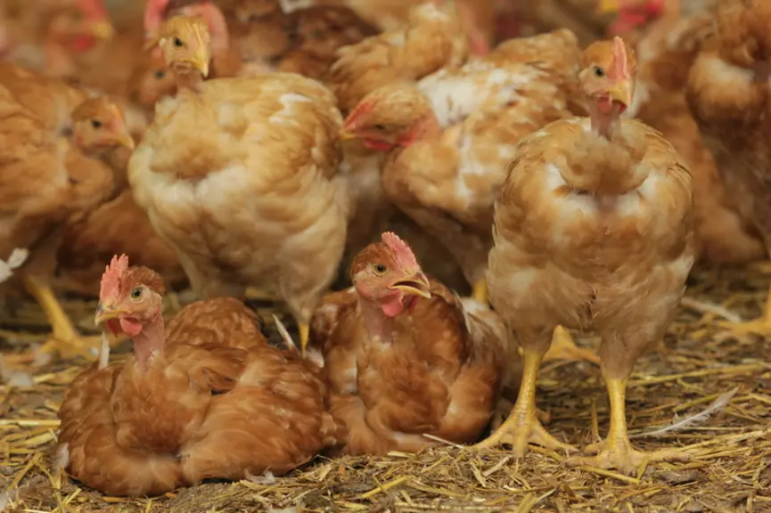 Les poulets colorés issus des lignées femelles Sasso sont de plus en plus présents en Afrique et Asie © P. Le Douarin