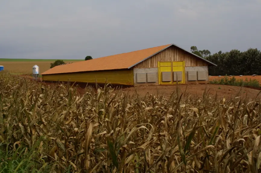 Ferme avicole traditionnelle dans le sud du Brésil. Les poulets brésiliens continueront à consommer du soja déforesté et à être exportés vers l'Unon européenne