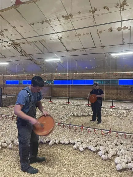 Anaïs et/ou Florian travaillent régulièrement avec Romain pour pour participer aux tâches répétitives, pas toujours valorisantes (pose des collerettes, distribution du ...