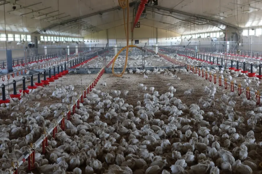 La poussinière de 1 800 m2 reçoit 19 800 dindonneaux mâles et femelles qui sont transférés à 4 semaines en bâtiments statiques.