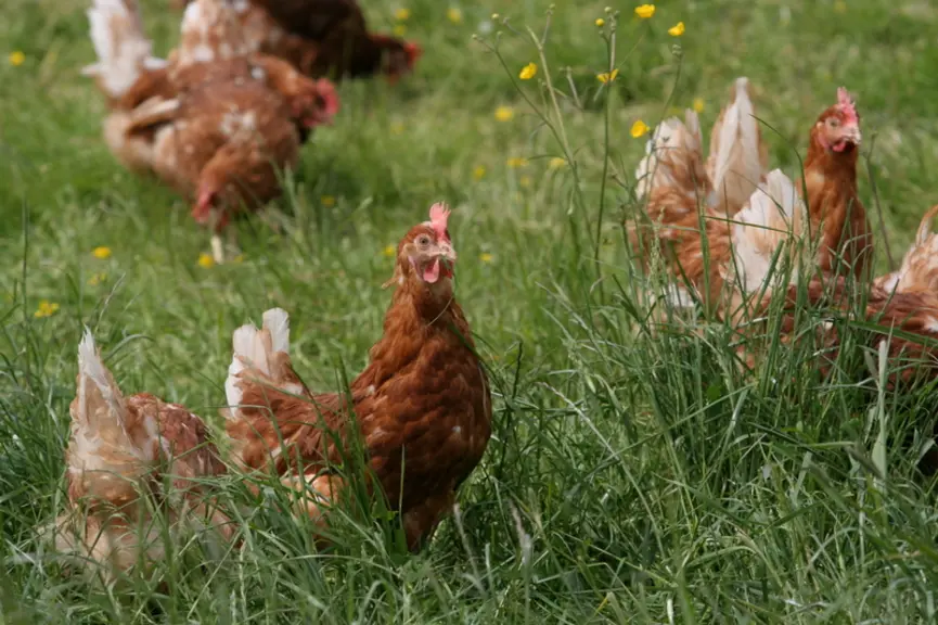 La pression parasitaire augmente en poules plein air, du fait d'un contact accru avec le ver de terre, qui est un concentrateur des œufs des parasites