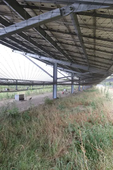 Les faisans disposent davantage d’espace que dans une volière traditionnelle et peuvent bénéficier de l’abri des ombrières en cas de mauvais temps.