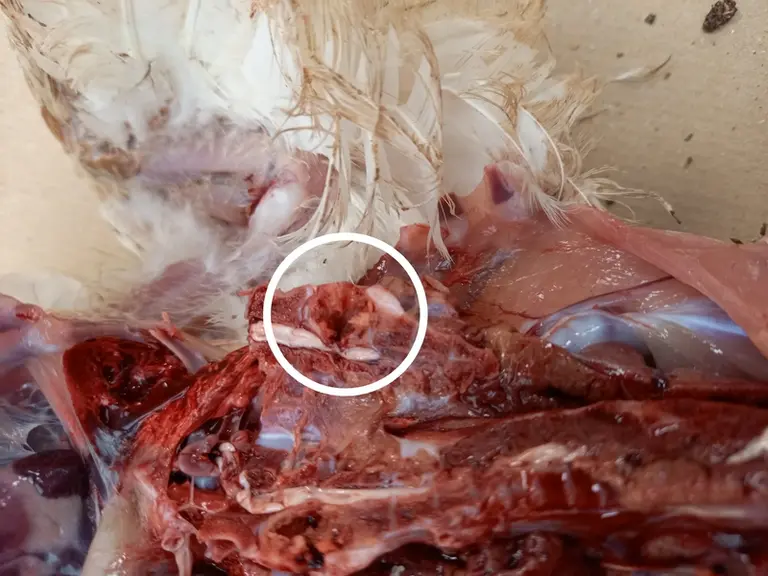 L’abcès provoqué par E. cecorum provoque un pincement plus ou moins marqué de la moelle épinière, conduisant à la paralysie de l’animal.